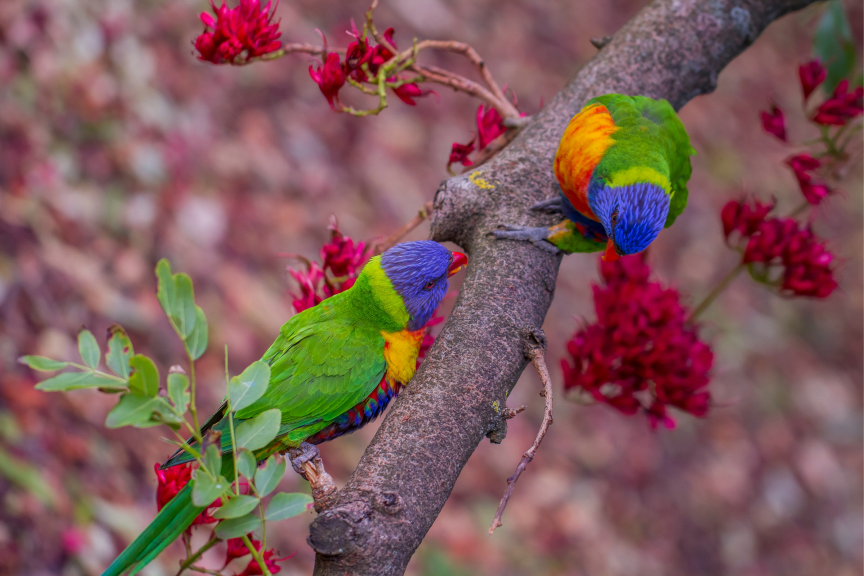 Rainbow lorikeets